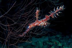 Gan Island Dive Centre - Maldives. Seahorse.